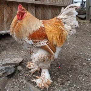 Home african chicken